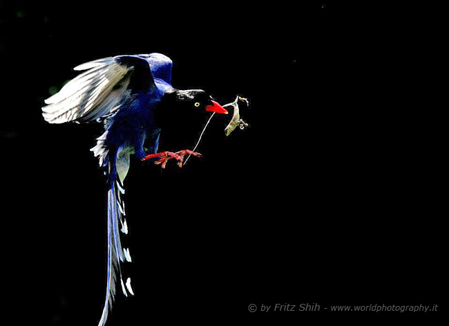 Taiwan Blue Magpie in Flight